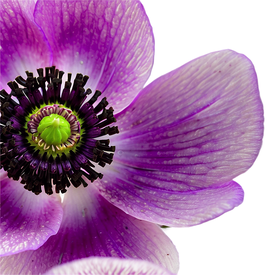 Anemone Macro Shot Png 52