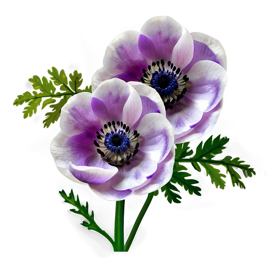 Anemone On White Background Png 51