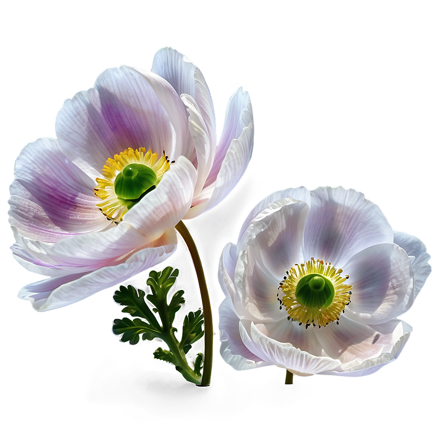 Anemone On White Background Png Vwg