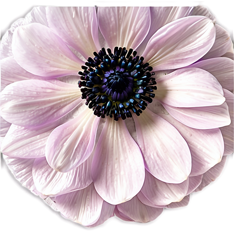 Anemone Petals Close-up Png 35