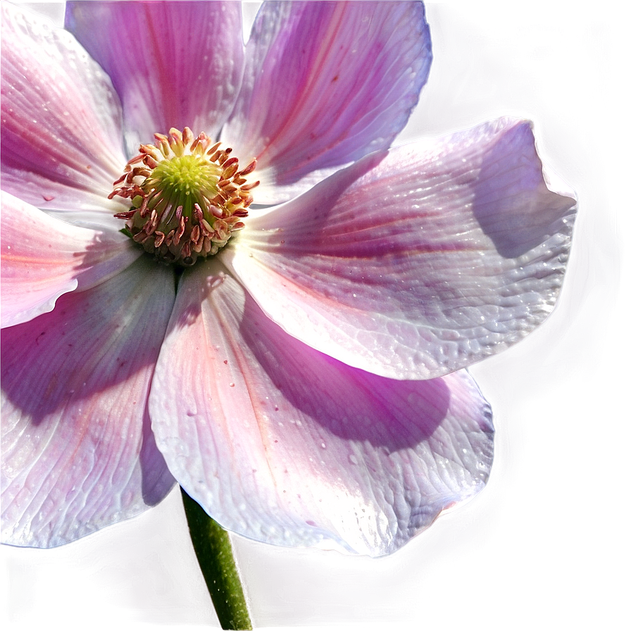 Anemone Petals Close-up Png Ljy