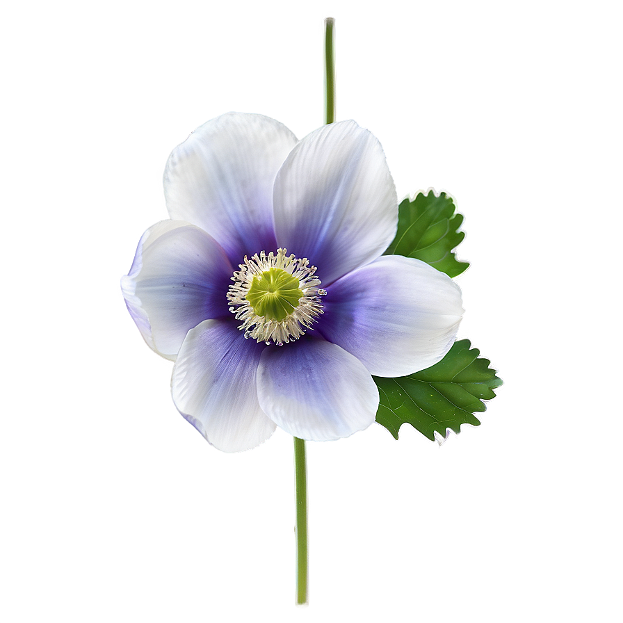 Anemone Transparent Background Png 76