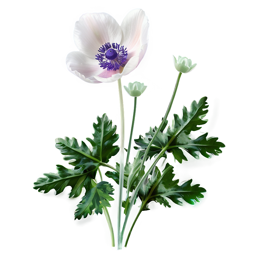 Anemone Transparent Background Png Eek22