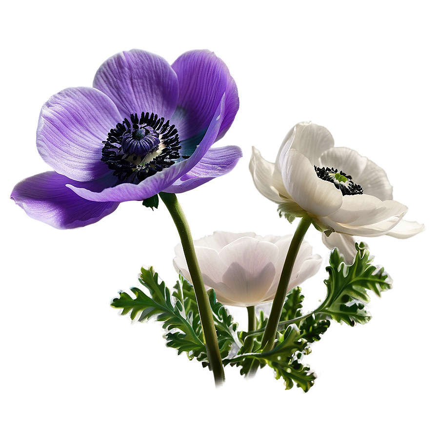 Anemone Transparent Background Png Ndb15