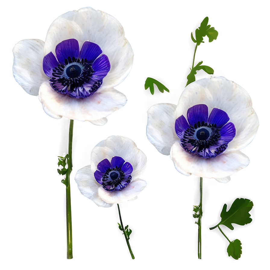 Anemone Wedding Decor Png 06252024