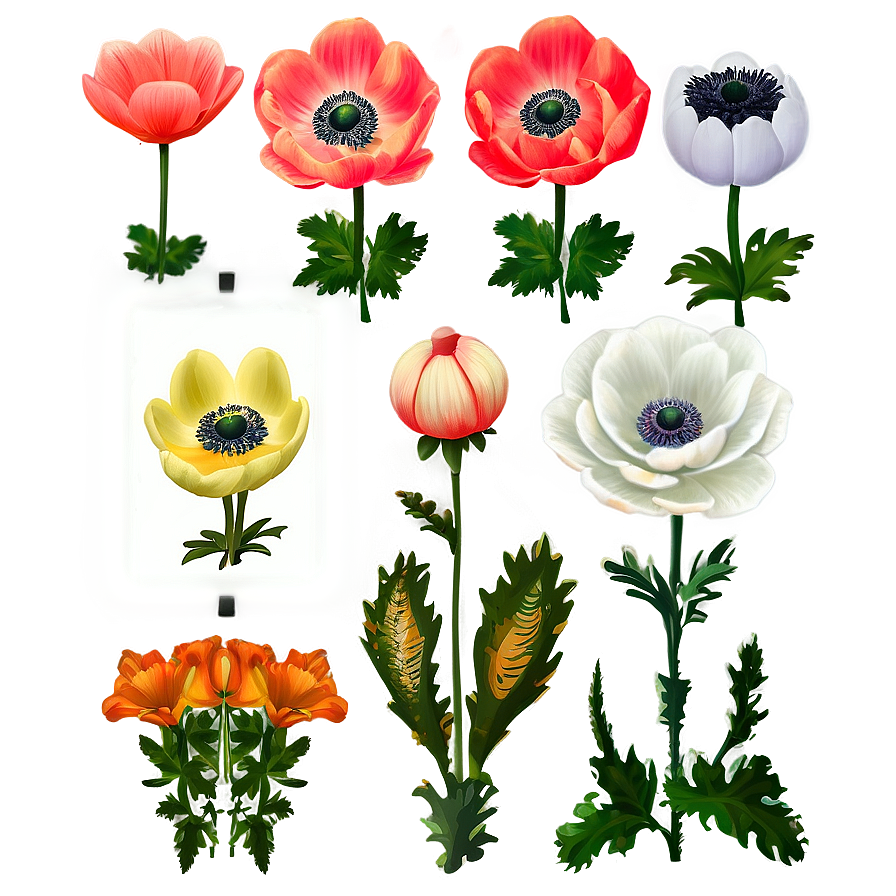 Anemone Wedding Decor Png Owh66