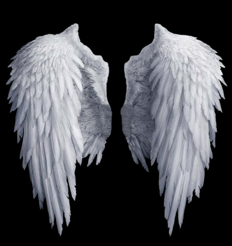 Angel Wings Isolatedon Black