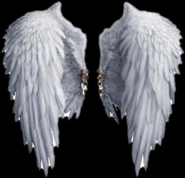 Angel Wings Isolatedon Black