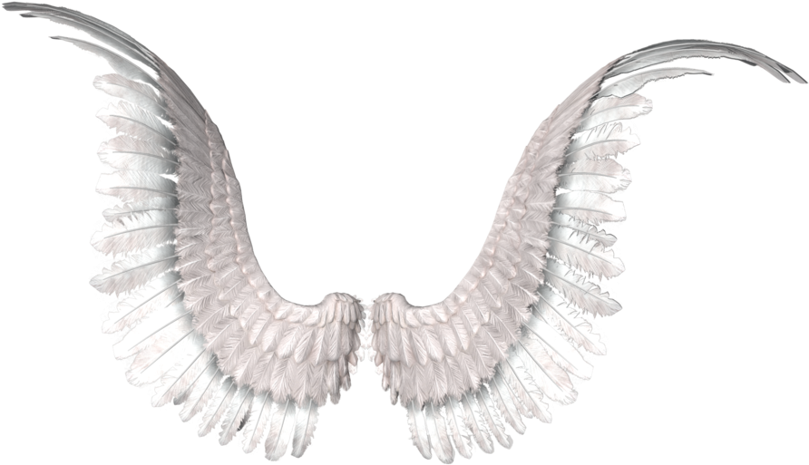 Wings Photo Editing, Tumblr Png, Angel Wings, Image - Golden Retriever With Angel Wings, Transparent Png PNG with transparent background