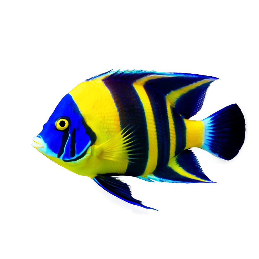 Angelfish Png Gcb