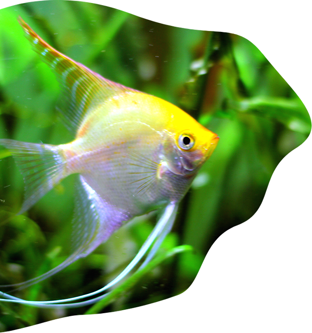 Angelfish Swimming Among Aquatic Plants