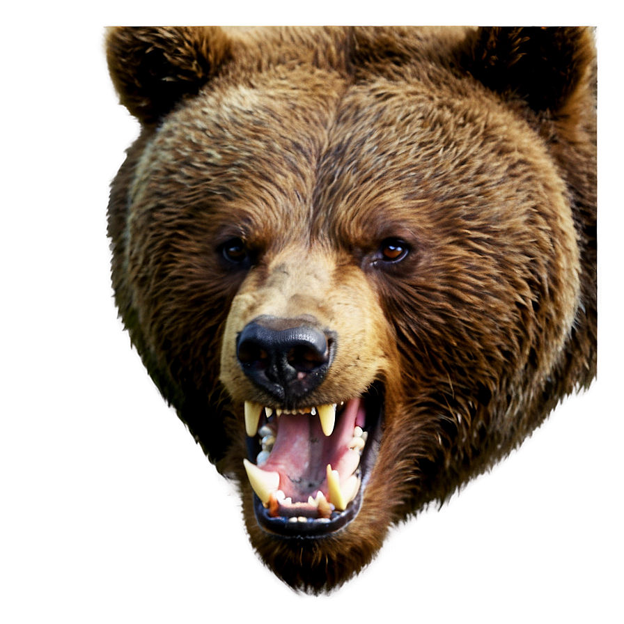 Angry Bear Face Picture Png Uun35