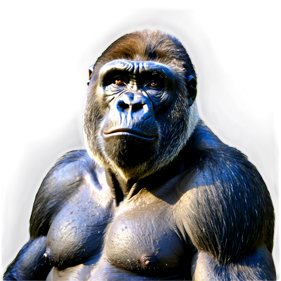 Angry Silverback Gorilla Png 59