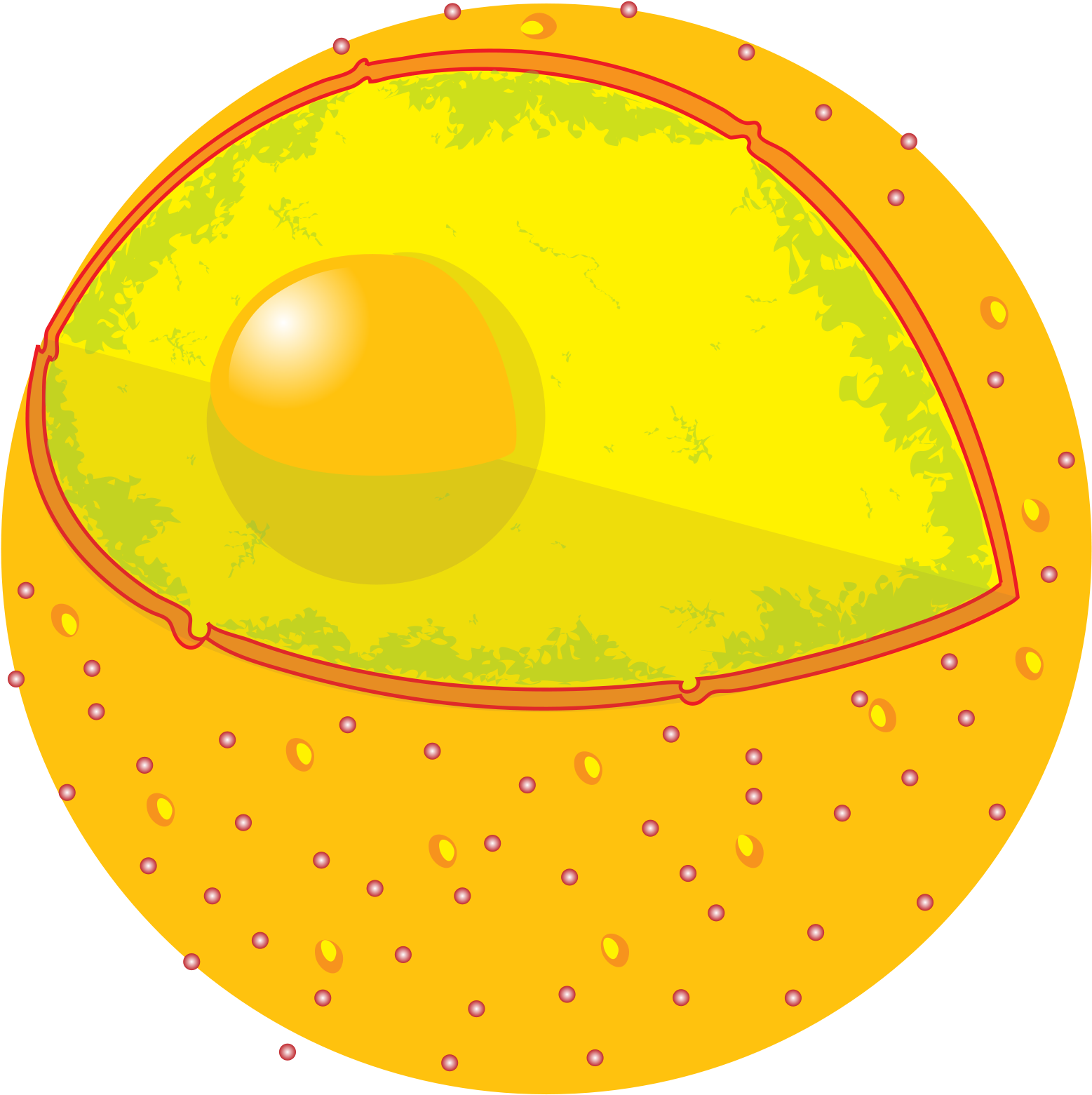 Cell Nucleus, HD Png Download PNG with transparent background