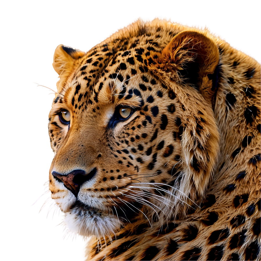 Animal Profile Picture Png 71