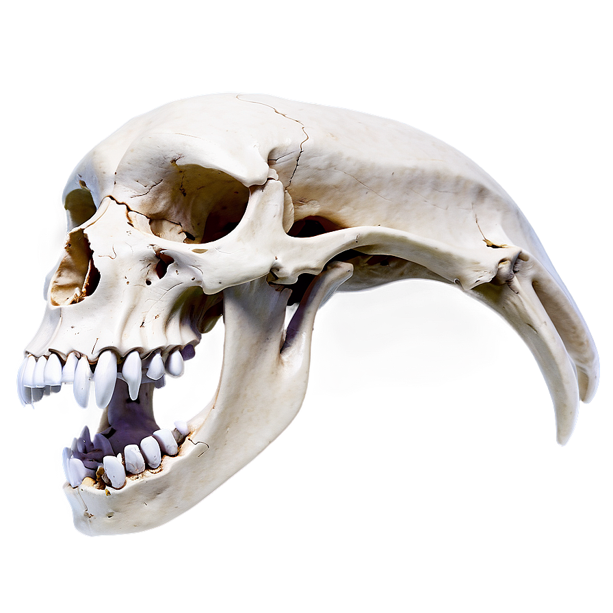 Animal Skull Front View Png Gcp