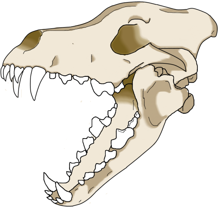 Animal_ Skull_ Illustration.png