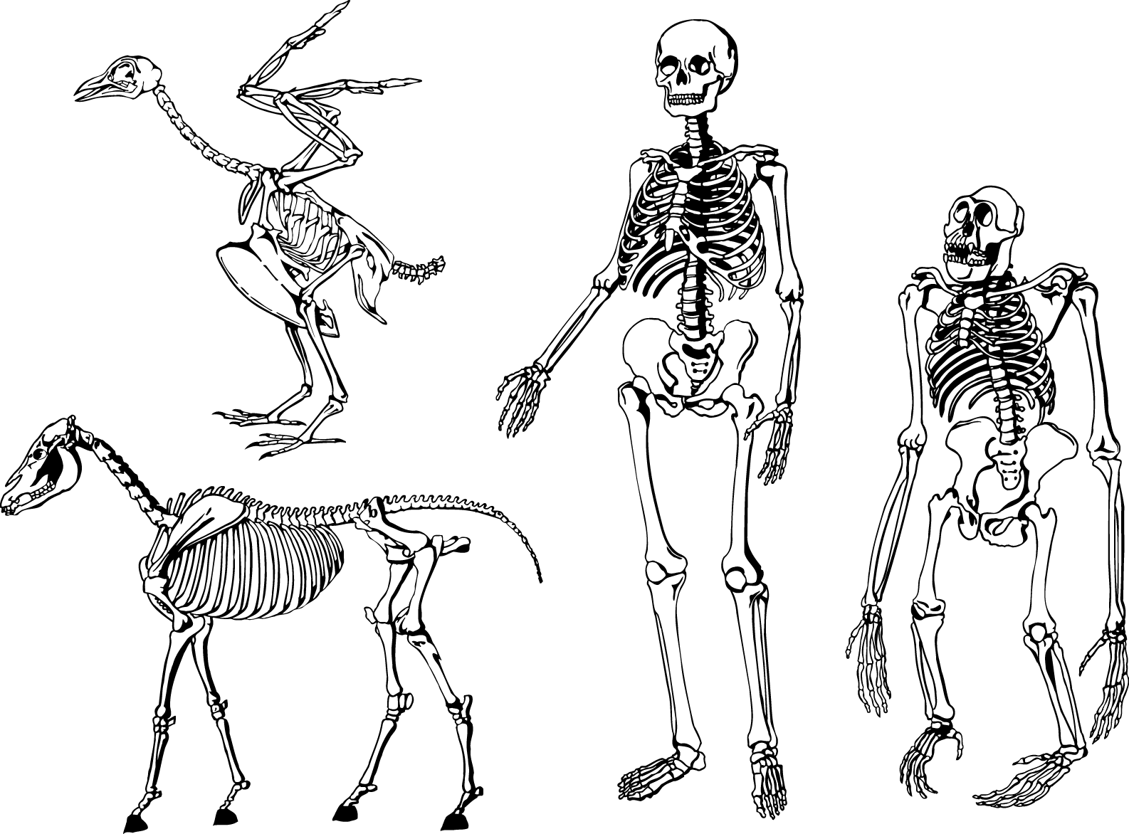 Animaland Human Skeletons Comparison PNG with transparent background