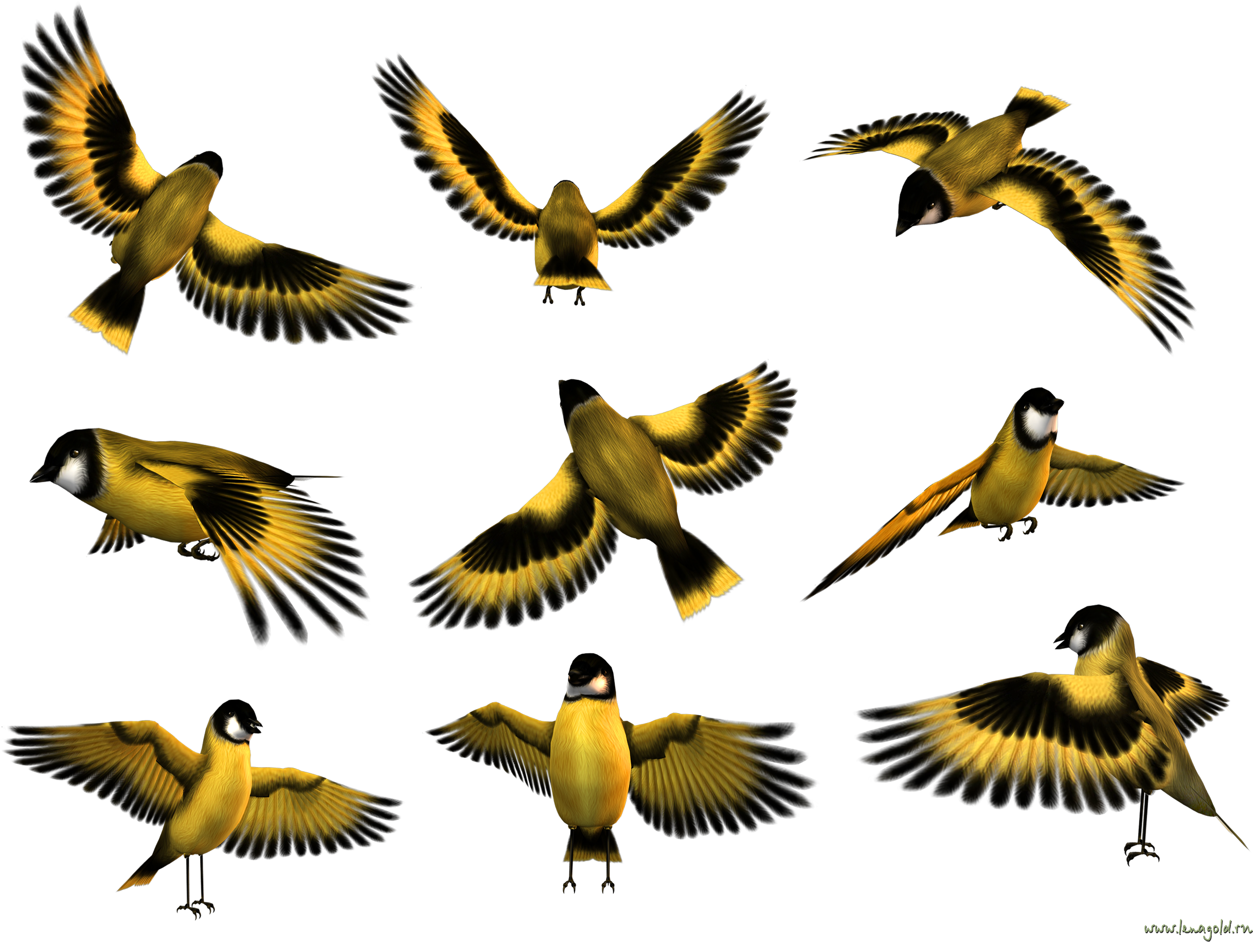 Animated Birds In Flight