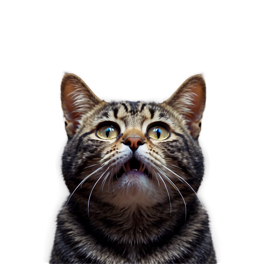 Animated Cat Filter Png 06282024