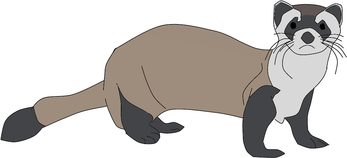 Animated Ferret Illustration.png