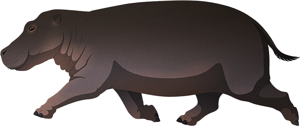 Animated Hippopotamus Walking