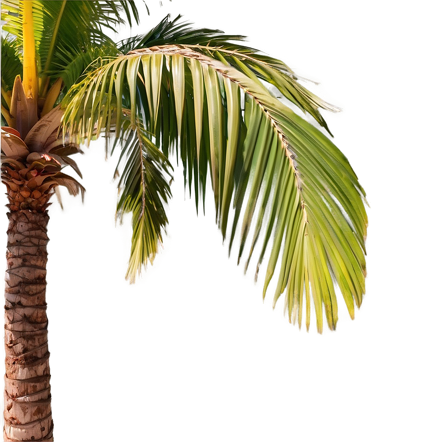 Animated Palm Trees Png Edj87