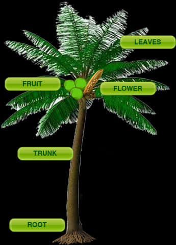 Annotated Coconut Tree Parts