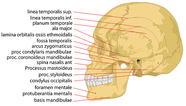 Annotated Human Skull Structure PNG with transparent background