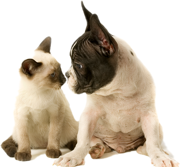 Istock-172397234 Copy122 - Dog And Cat, HD Png Download PNG with transparent background