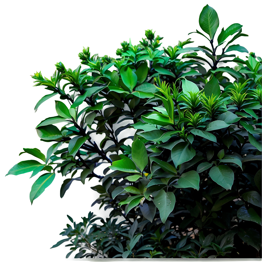 Annual Shrubs PNG 77 PNG image with a transparent background, free high-resolution download