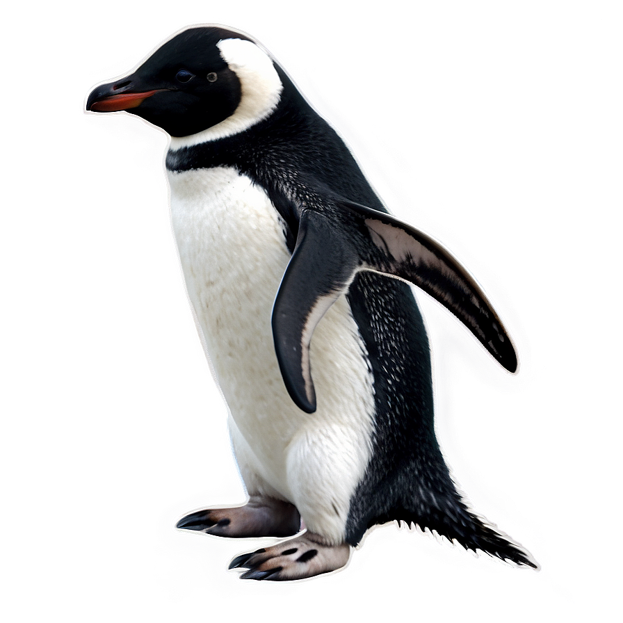 Antarctic Penguin Png 05062024