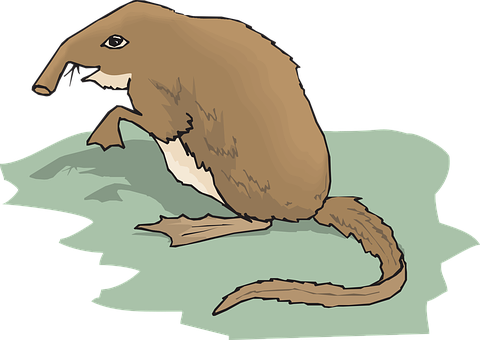 Anteater_ Illustration_ Vector PNG with transparent background
