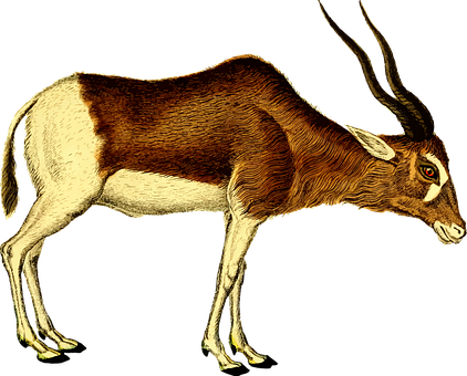 Antelope Illustration Artwork