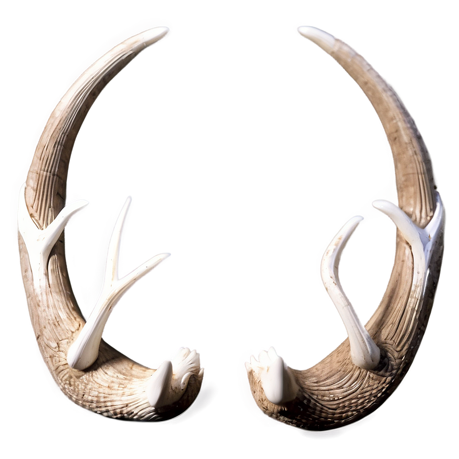 Antique Deer Antler Carving Png 06122024