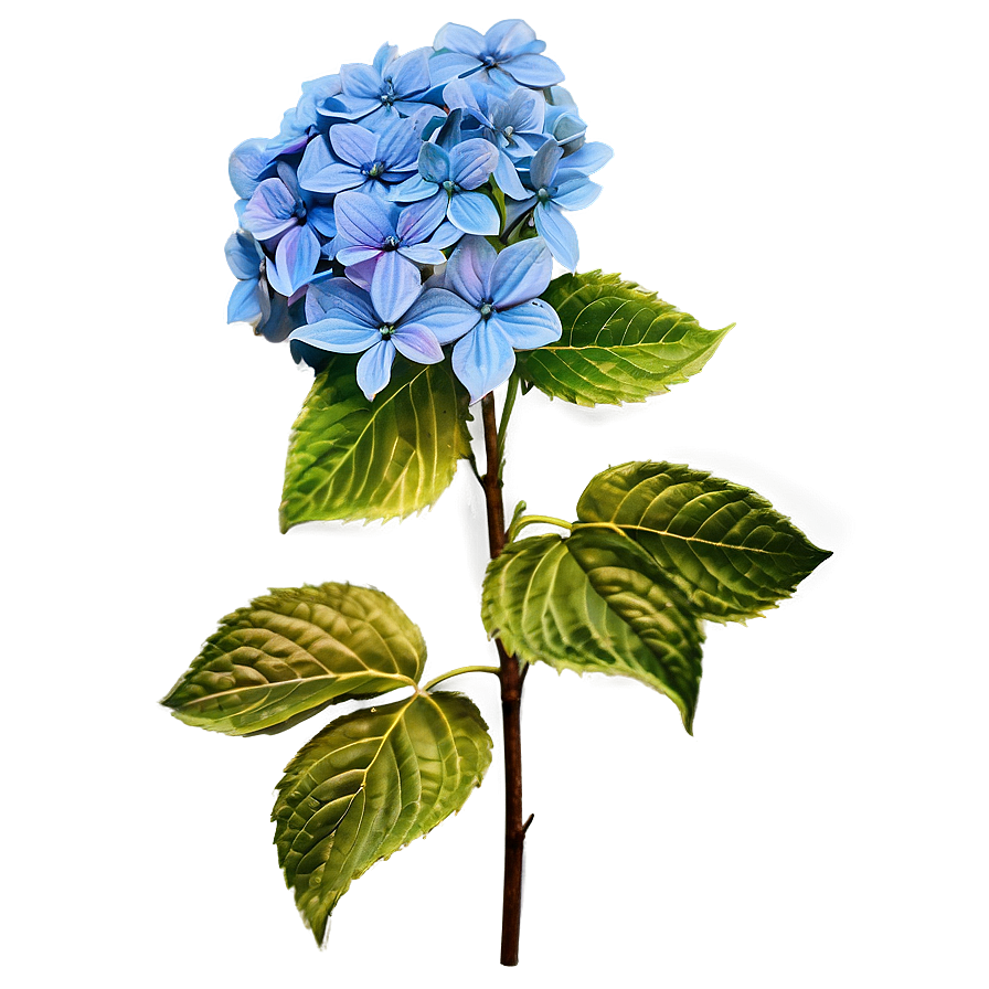 Antique Hydrangea Png 12