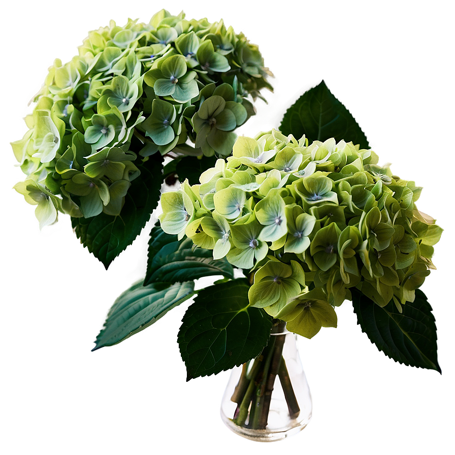 Antique Hydrangea Png 24