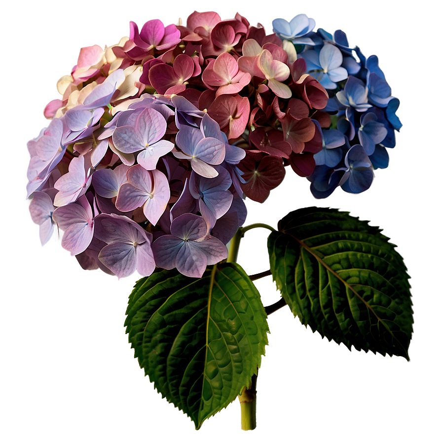 Antique Hydrangea Png 47