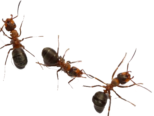 Ants Png Free Download - Ants On White Background, Transparent Png PNG with transparent background