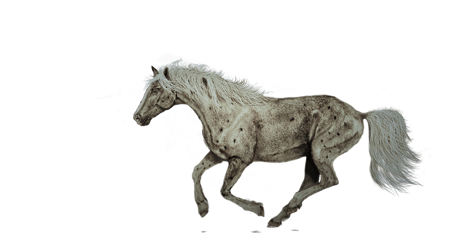 Appaloosa Horsein Motion