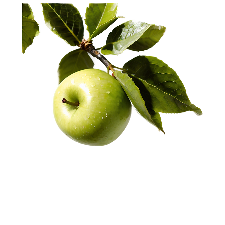 Apple On Tree Png Fll