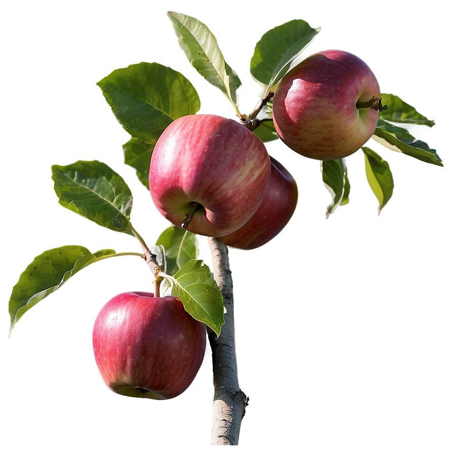 Apple Orchard Pick Png 47