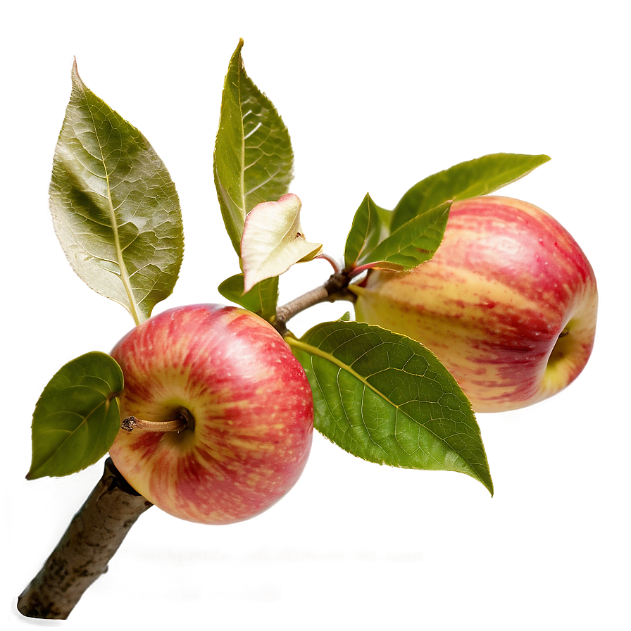 Apple Orchard Pick Png Miy