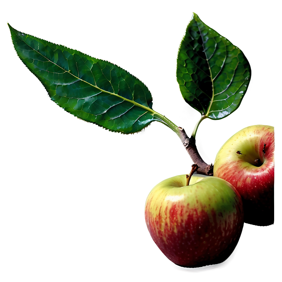 Apple With Leaf Png 06132024