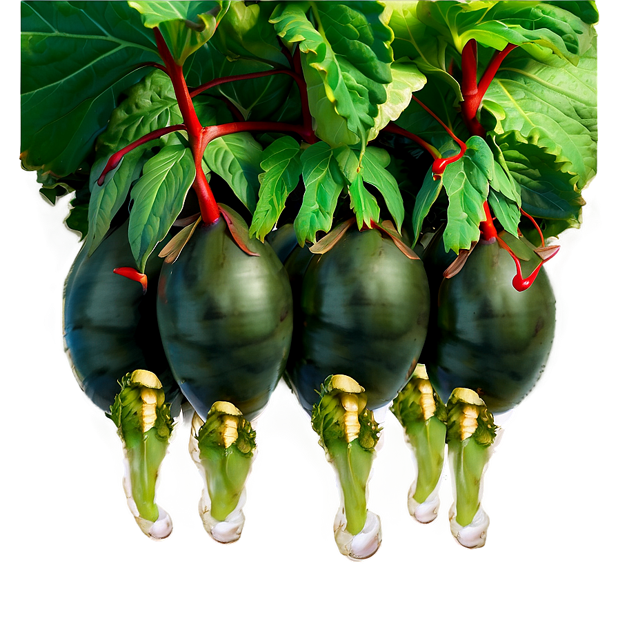 Aquaponic Vegetables Png 87