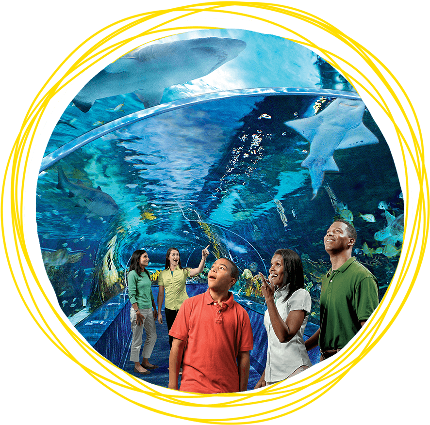 Ripley's Aquarium Of The Smokies, HD Png Download PNG with transparent background