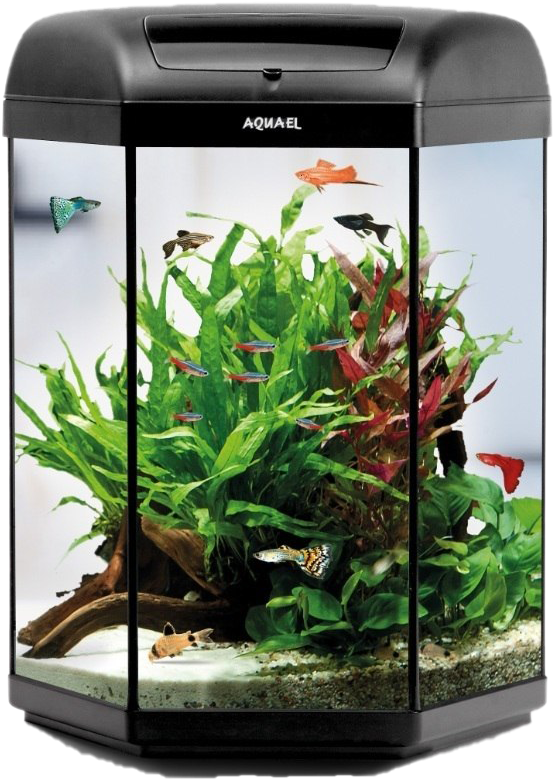 Aquarium With Tropical Fishand Plants