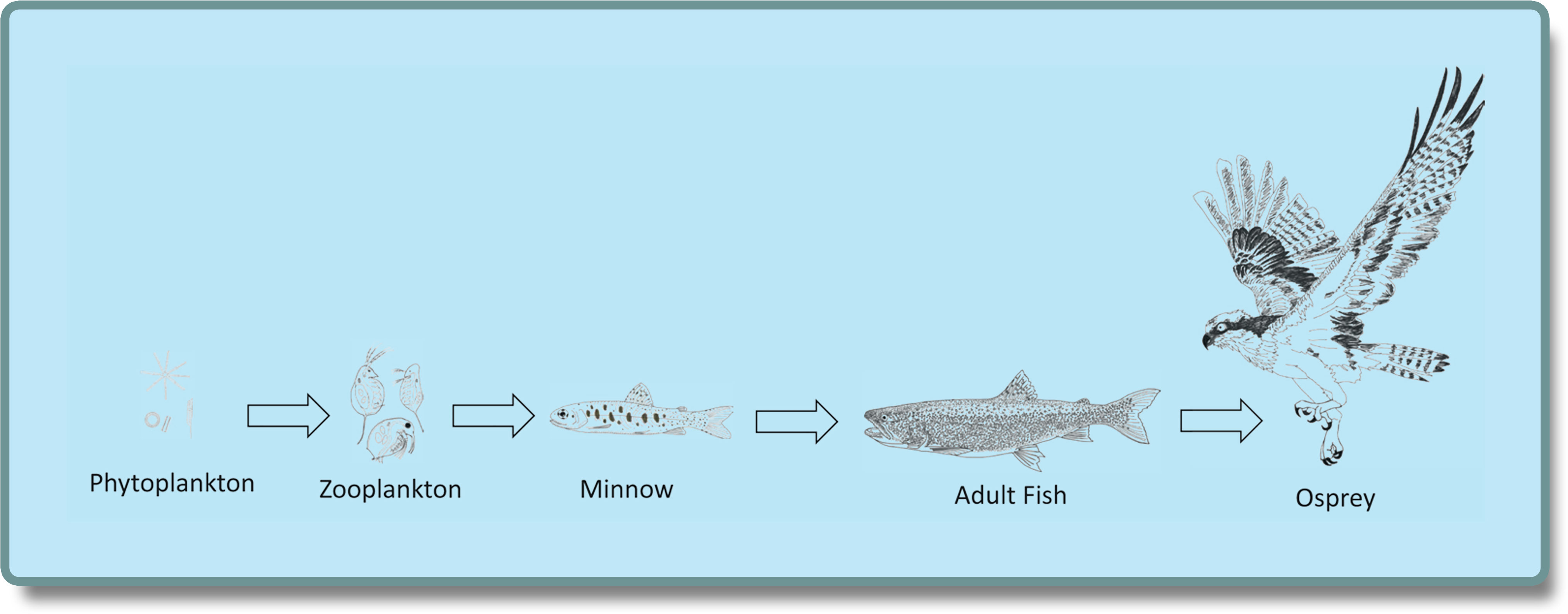 Aquatic_ Food_ Chain_ Illustration