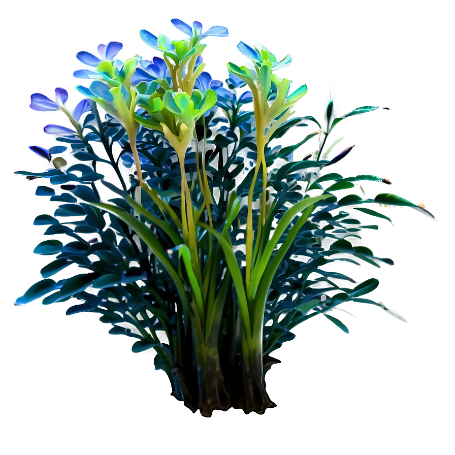 Aquatic Plant Png 94