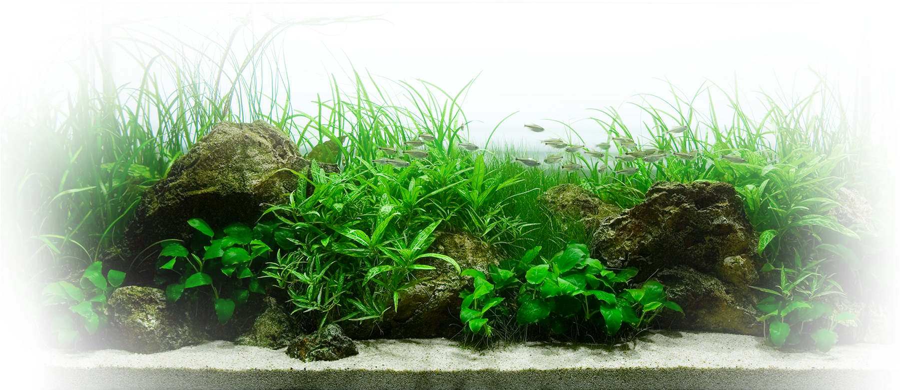 Aquatic Plants Aquarium Landscape PNG with transparent background